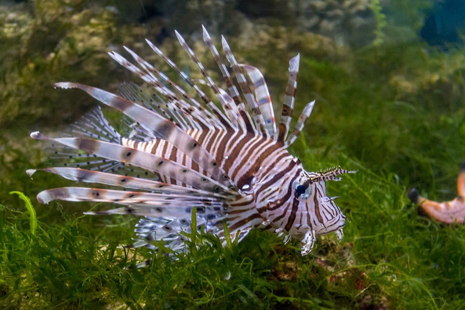 zwierzęta natura podwodne tropikalne ryby wodne morze na zewnątrz zwierzę dzikie egzotyczne dzikie ocean kolor środowisko morskie akwarium piękne