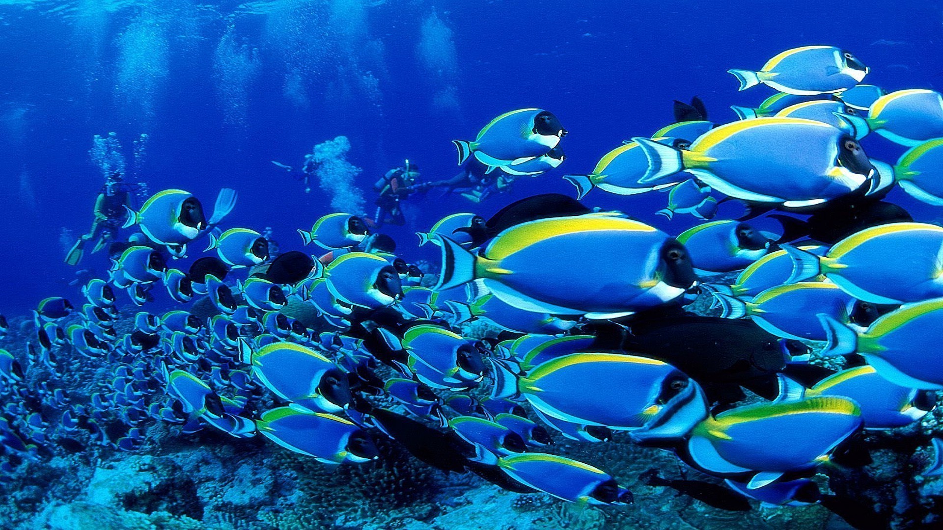 animali subacquea pesce corallo barriera corallina oceano mare marine immersioni tropicale nuoto acquario acquatico scuba acqua sottomarino snorkeling profondo acqua salata fauna selvatica subacqueo