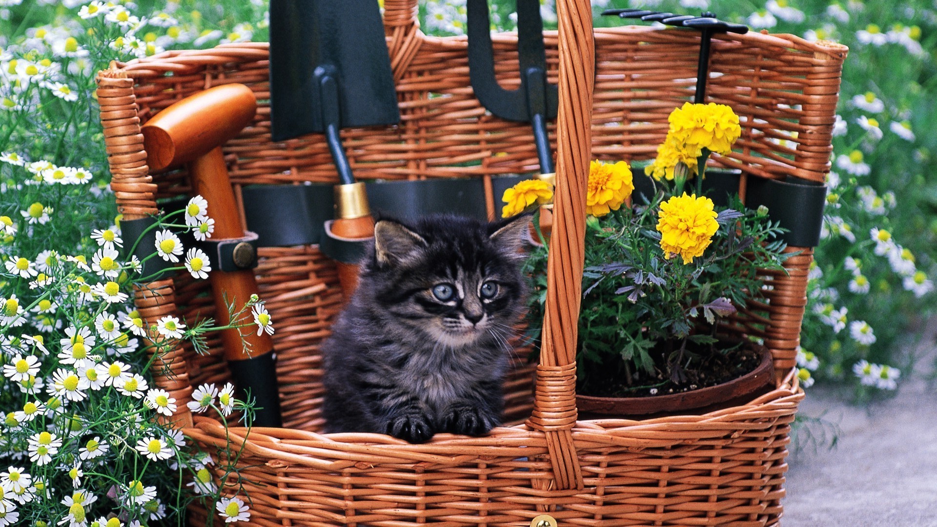 gatos cesta mimbre naturaleza flor jardín verano al aire libre madera flora hoja madera pascua hierba