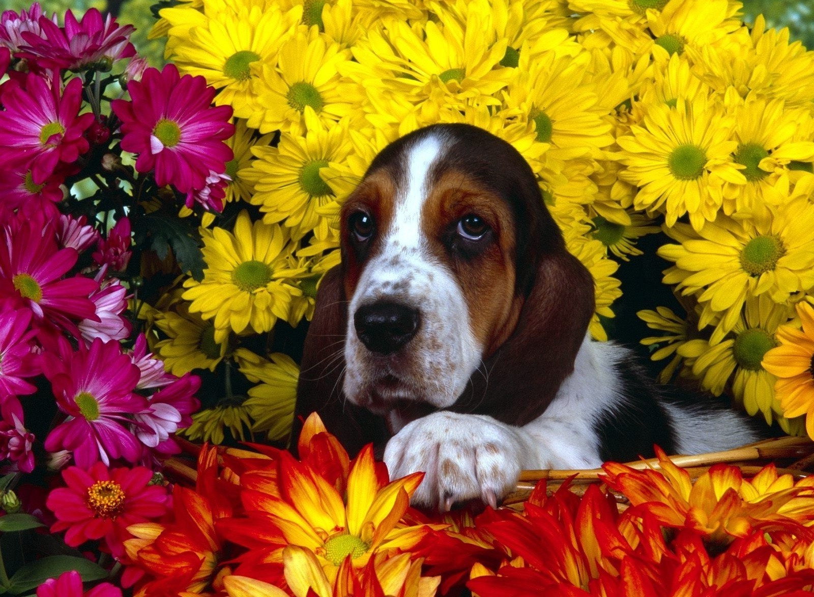 chiens fleur nature amour couleur feuille belle pétale bouquet flore