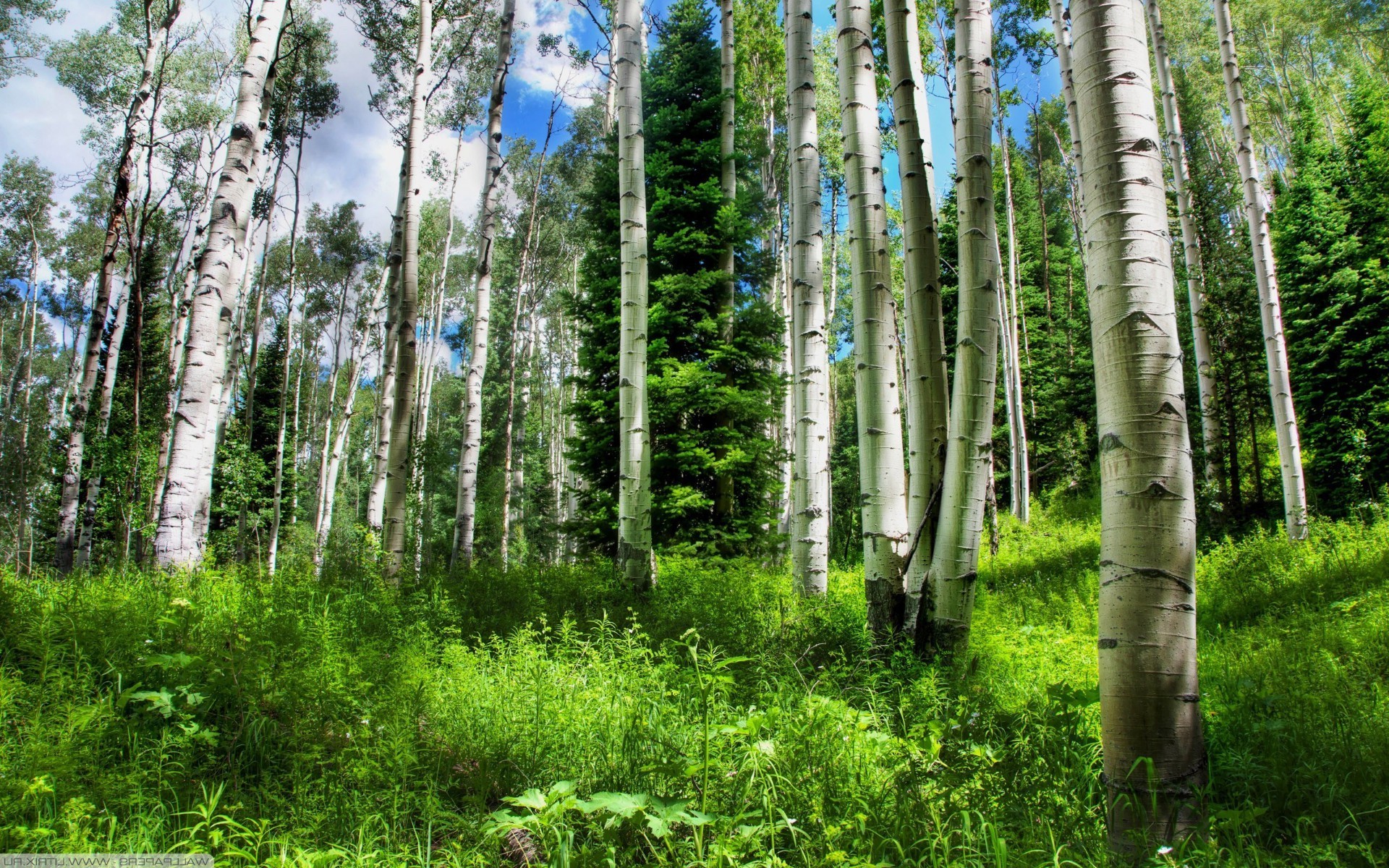 forest wood nature tree landscape environment leaf flora trunk birch outdoors bark fair weather summer lush wild ecology rural park grove