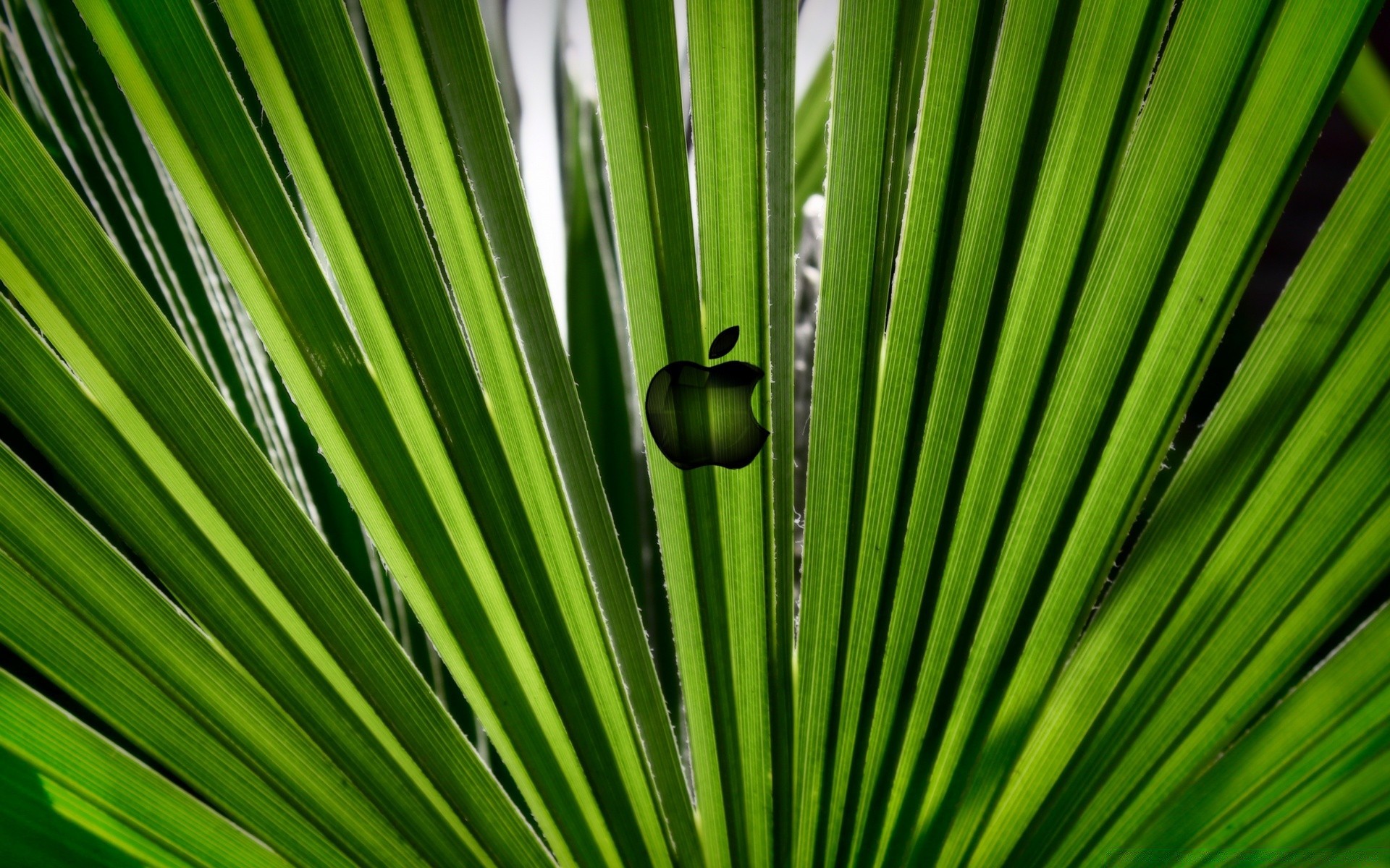 mac leaf flora growth lush nature summer rain garden bright environment outdoors frond grass dew ecology tropical drop