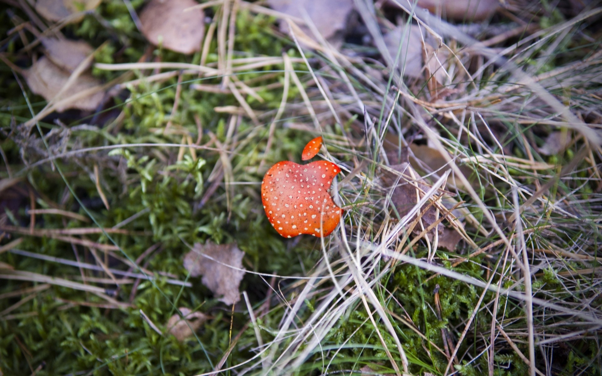 mac natur essen blatt saison wild im freien flora schließen gras holz herbst tierwelt vogel wenig garten desktop farbe sommer