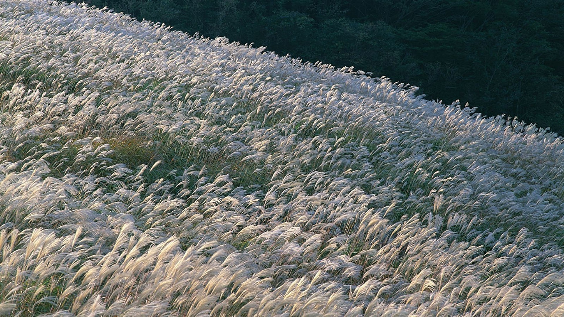 feld der blumen natur wasser im freien landschaft meer landwirtschaft ozean gutes wetter umwelt desktop gras reisen