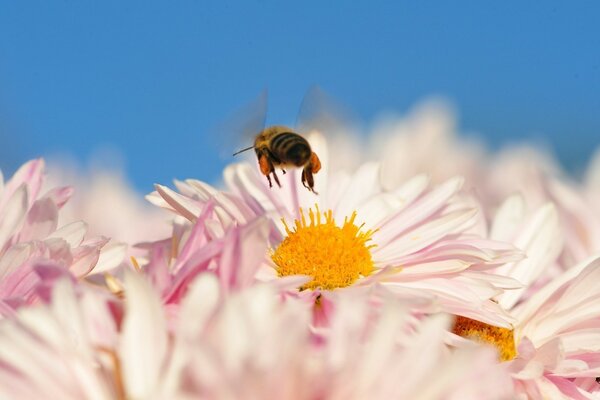 La abeja sobre la miel, un trabajo difícil