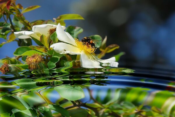 Weiße Blume auf der Oberfläche des Wassers