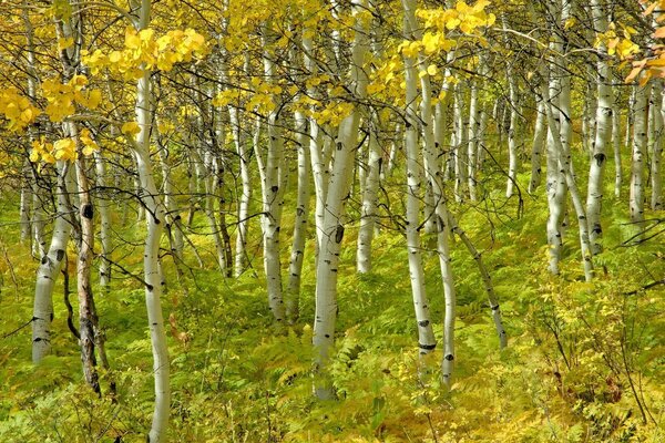 Autumn landscape. Birch trees with yellow leaves. Yellowed ferns