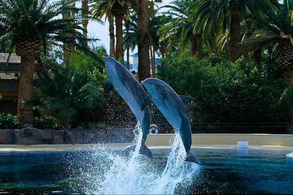 A couple of dolphins jump in the pool