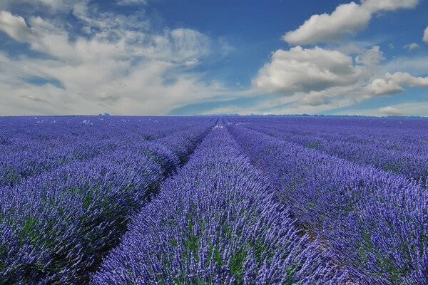 Rural fields of lavender flowers