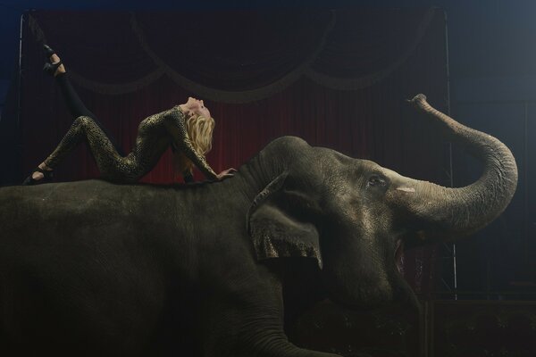 Blonde gymnast bends on the back of an elephant