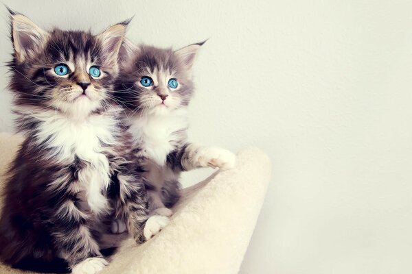 Lindos gatitos en una silla blanca