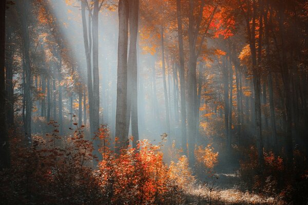 The sun s rays break through the autumn trees