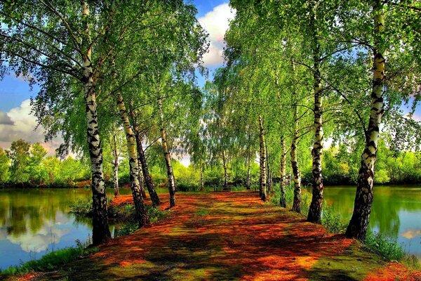 Avenue of birch trees with ponds on both sides