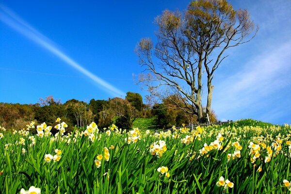 A field of HD quality colors on a sky background