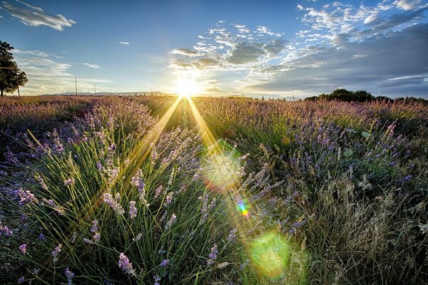 Landschaft der Morgendämmerung in einer Blumenwiese