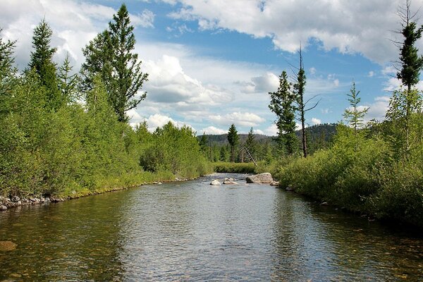 A calm river in a beautiful forest