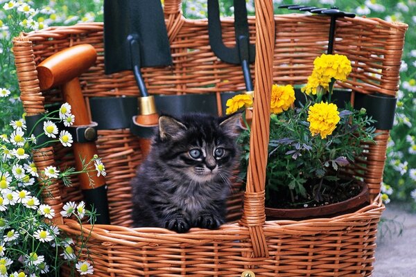 Lindo gatito en una cesta de mimbre