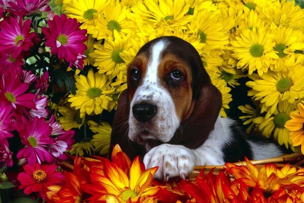 Cão bonito em flores. Animais e natureza