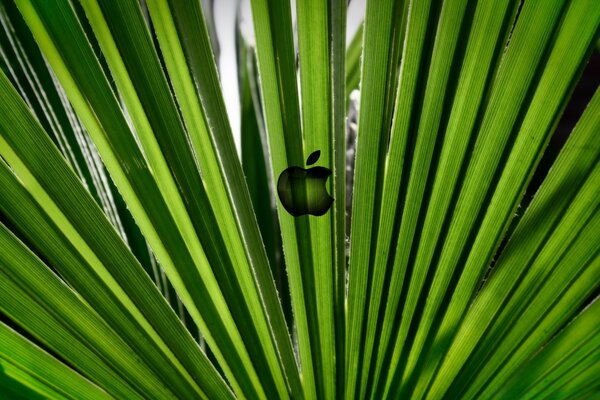 Flore feuille vert pomme