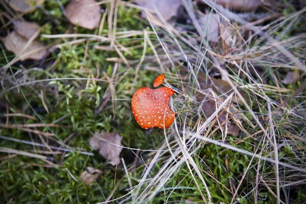 Apple: the company s symbol of fly agaric