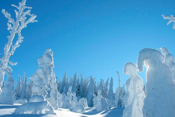 Bäume im Schnee im Winterwald