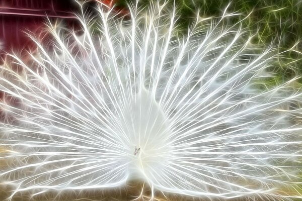 The albino peacock and his gorgeous tail