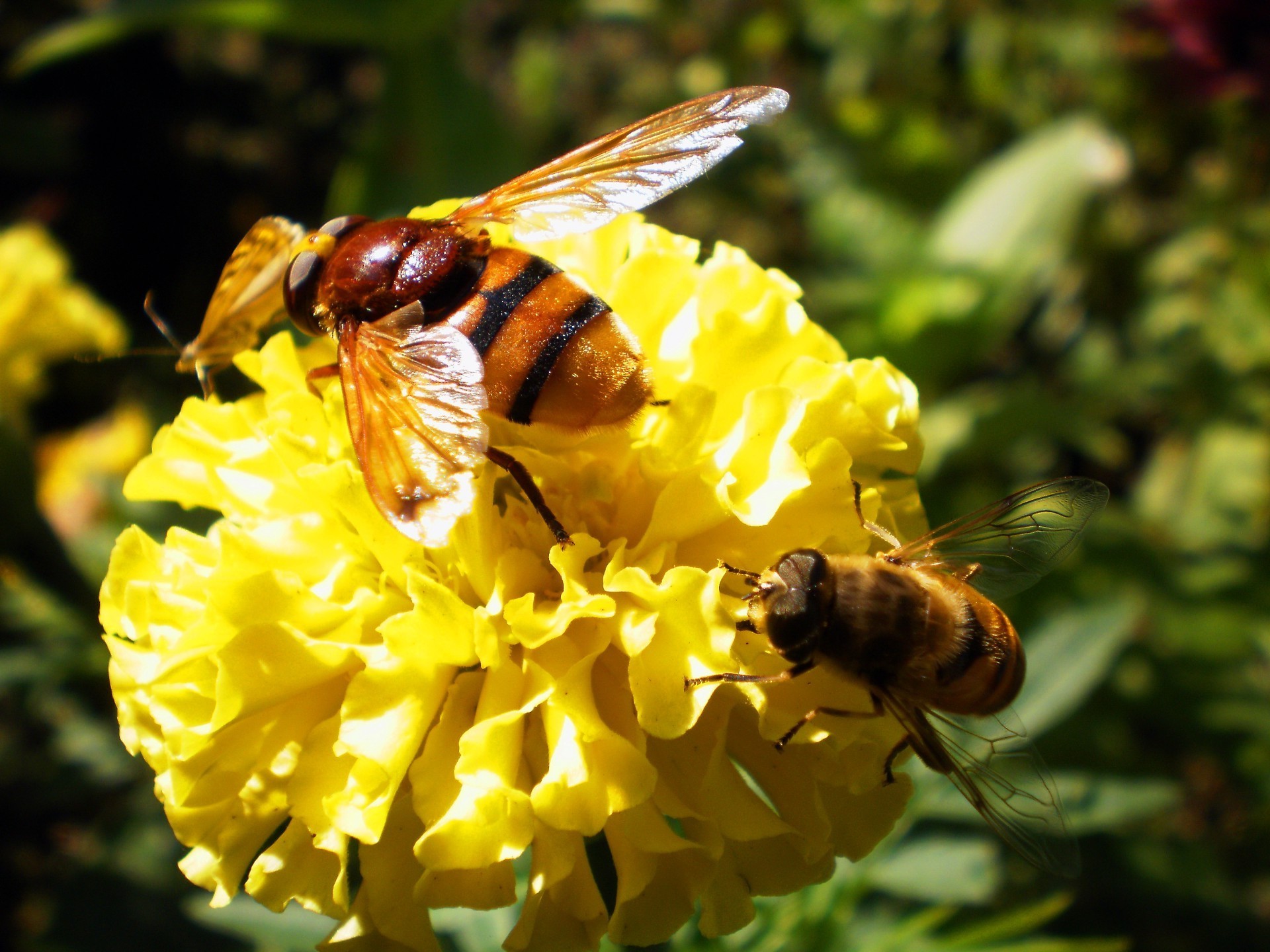 flores abelha inseto natureza mel pólen néctar flor polinização asa voar animal verão abelhas ao ar livre vespa jardim flora abelha selvagem