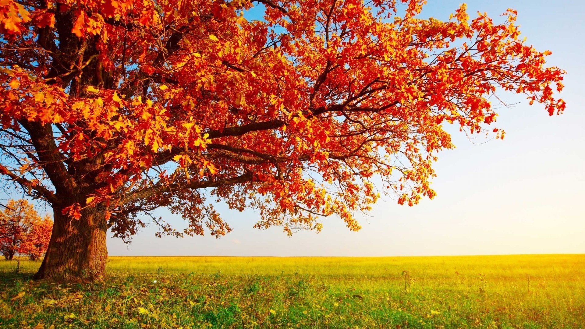 ağaçlar sonbahar yaprak sezon doğa ağaç manzara akçaağaç parlak şube renk sahne park güneş kırsal kırsal manzara flora ahşap altın güzel hava