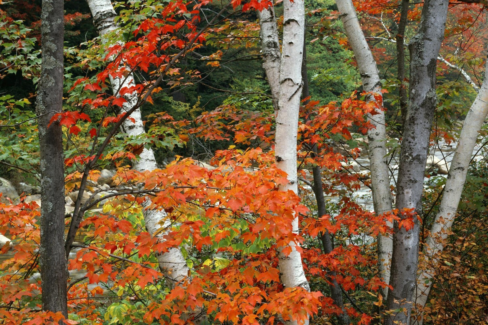 trees fall leaf season maple tree wood nature landscape park color bright branch change scene flora scenery scenic rural outdoors