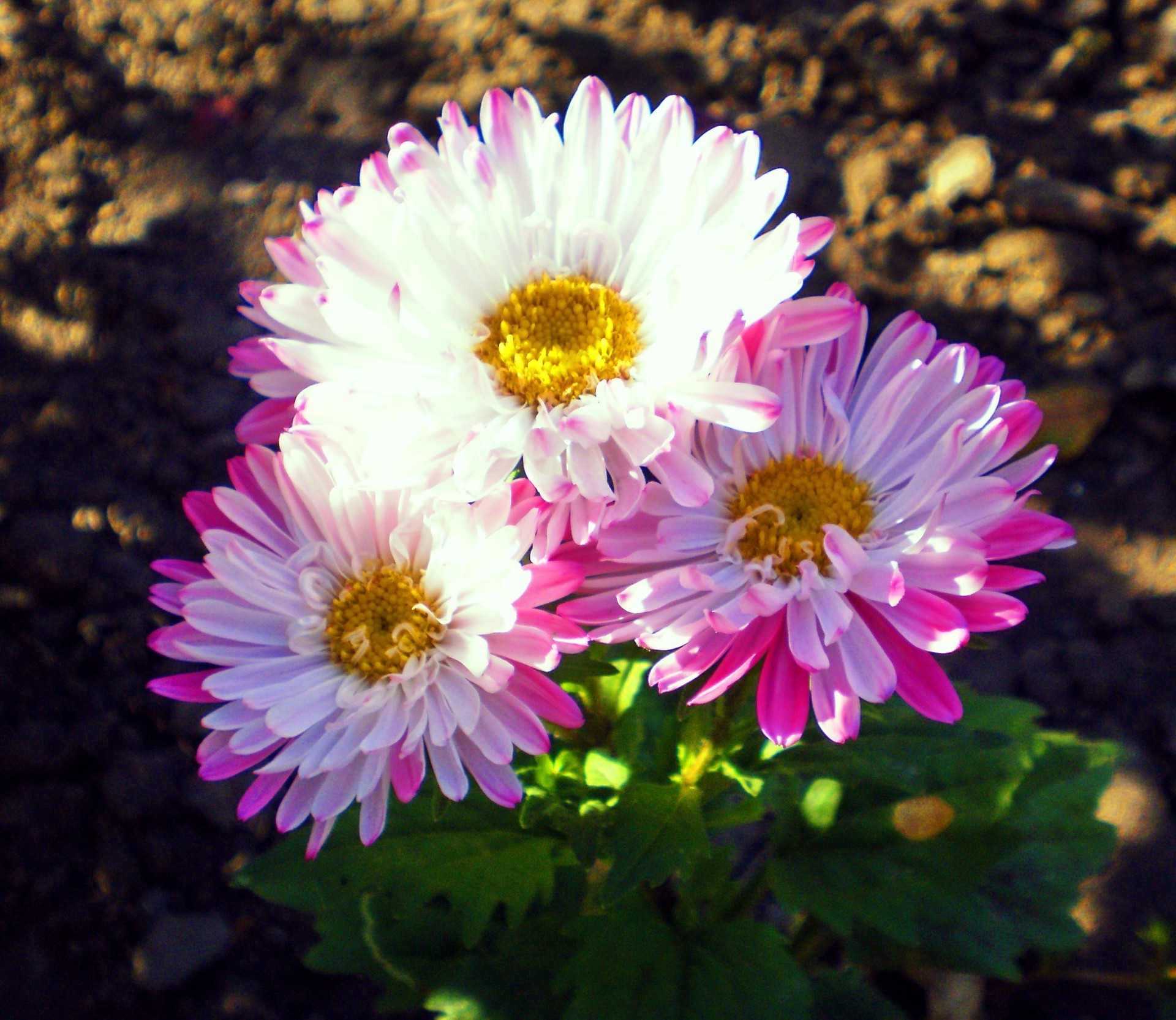 fleurs fleur flore nature floral pétale bluming jardin été couleur lumineux belle feuille botanique gros plan chrysanthème saison croissance bouquet champ