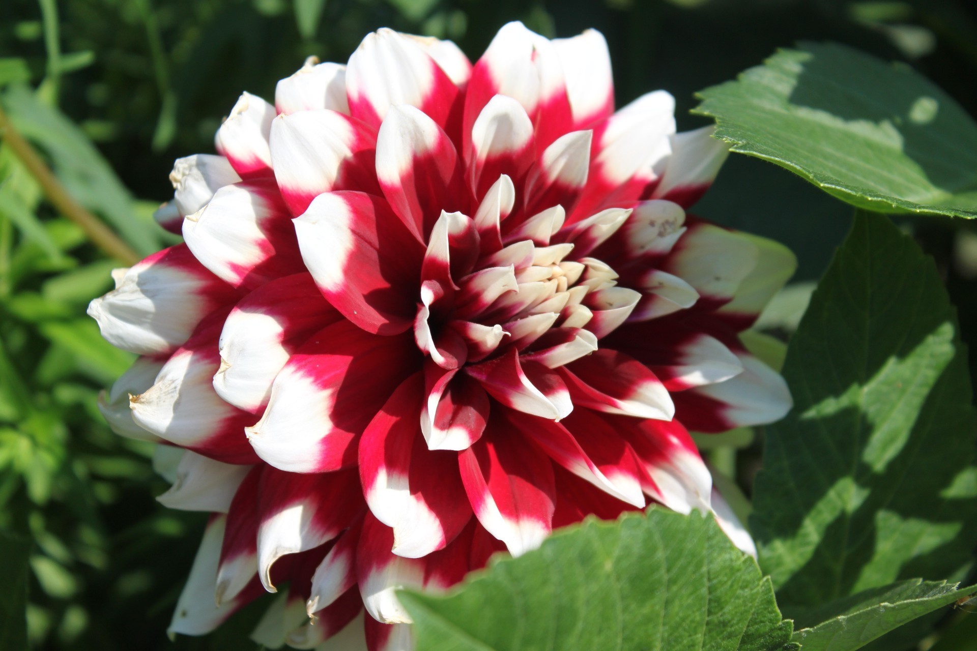 yakın çekim doğa çiçek flora bahçe yaprak yaz çiçek açan petal çiçek renk parlak güzel yakın çekim sezon