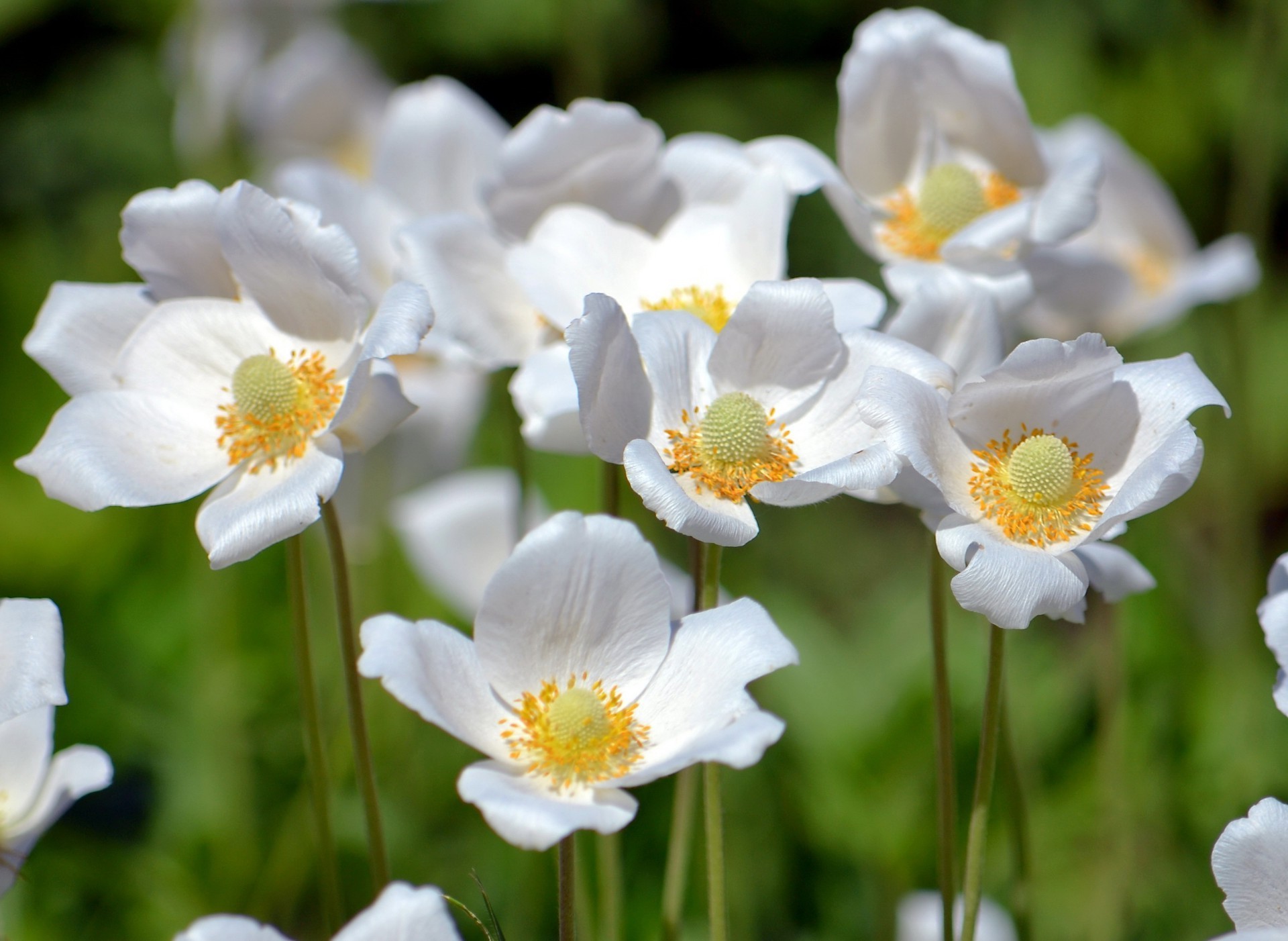 çiçekler doğa çiçek flora yaz bahçe çiçeklenme yaprak parlak vahşi renk çiçek açık havada petal büyüme çimen saman güzel hava sezon alan