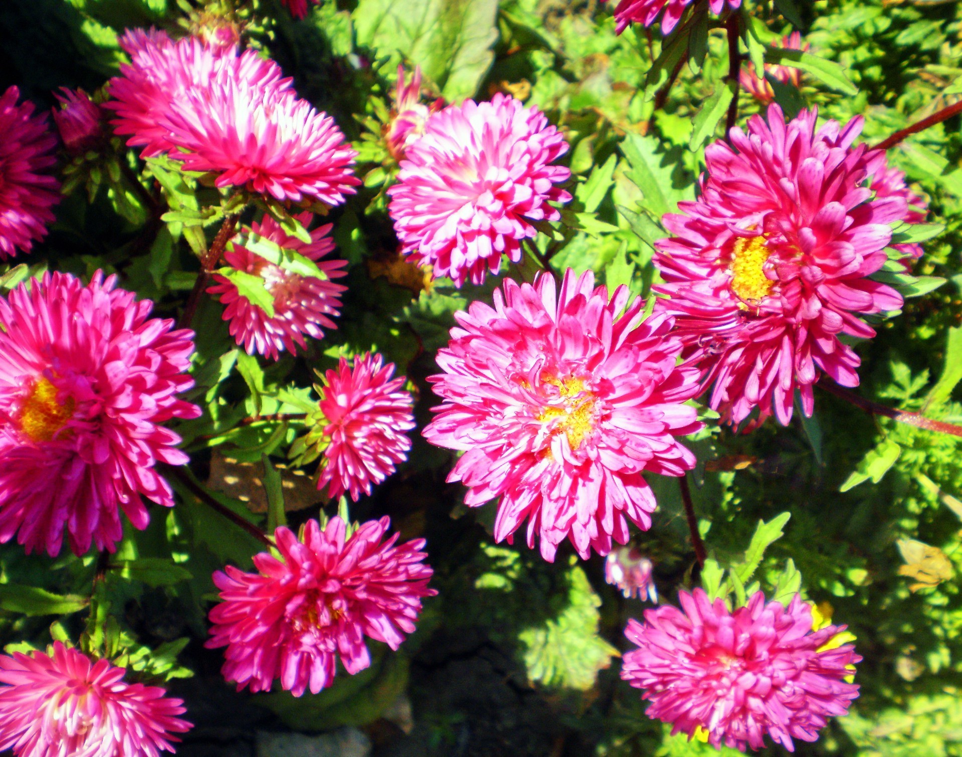 flores flor flora naturaleza pétalo floral bluming jardín crisantemo verano dahlia perenne hoja cabeza color botánico brillante crecimiento ramo al aire libre