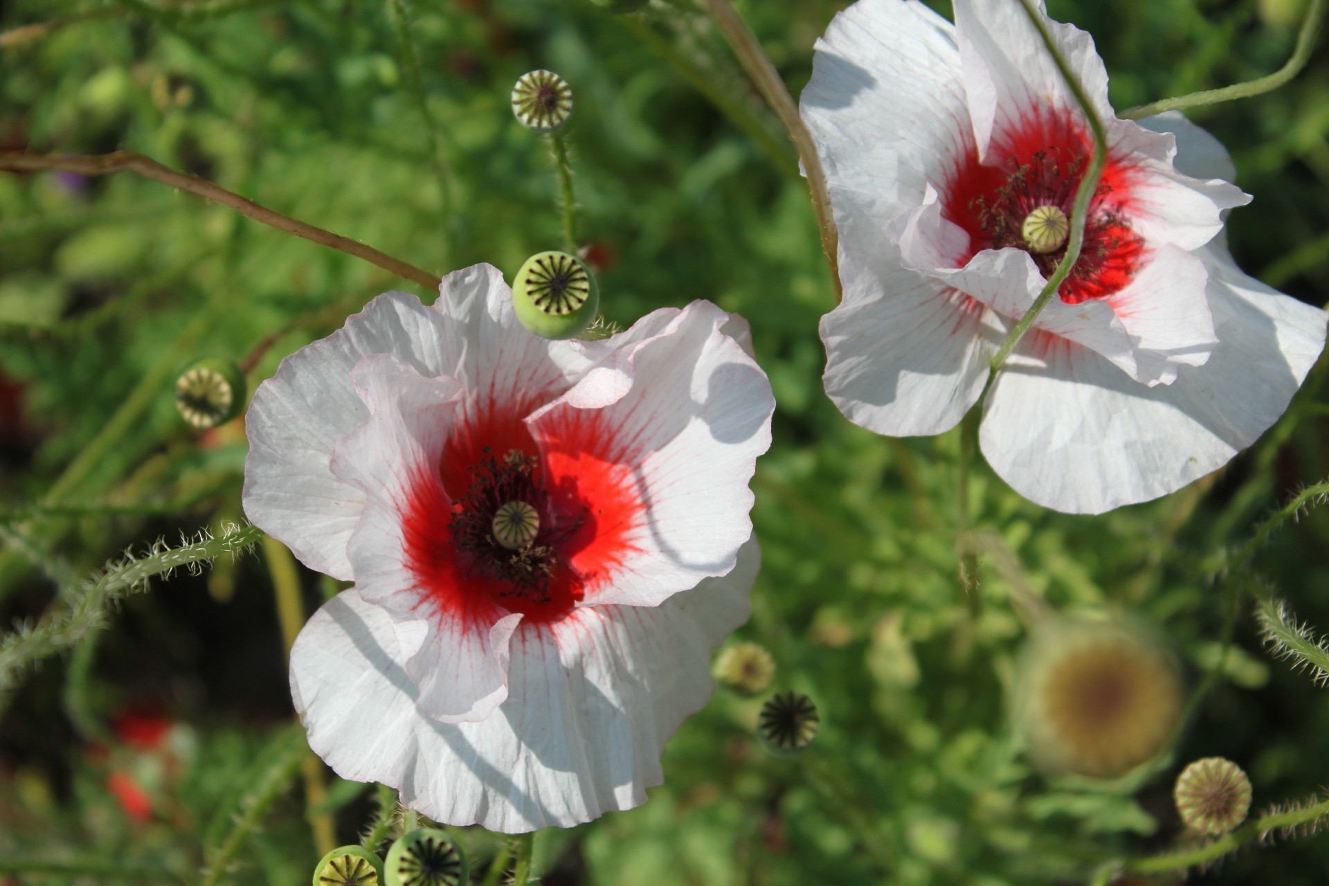 flowers flower nature flora summer garden floral blooming leaf petal color field close-up hayfield season outdoors bright beautiful wild poppy