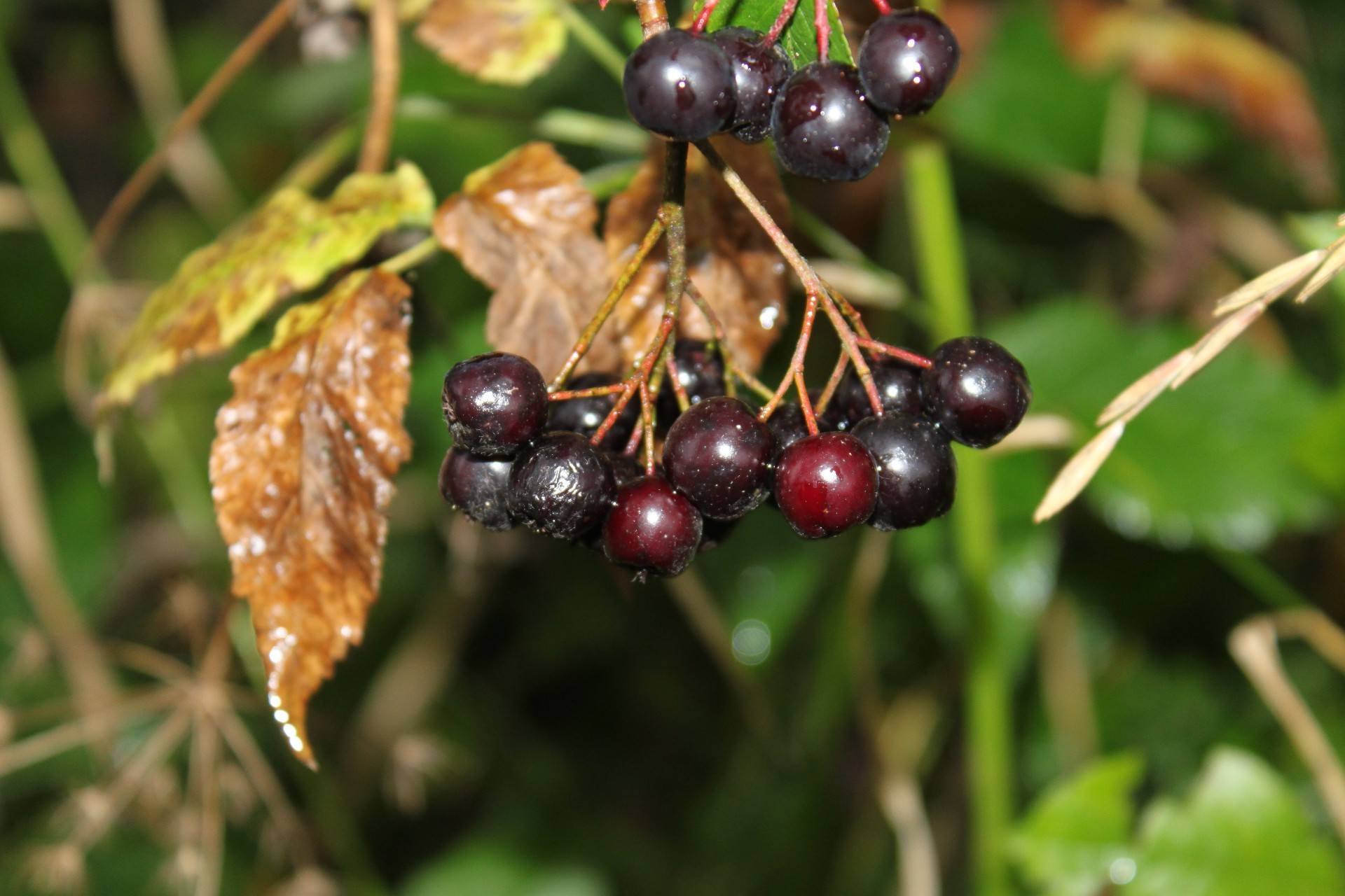 baies fruits feuille nature alimentaire baie pâturage automne arbre grandir jardin flore été à l extérieur agriculture couleur