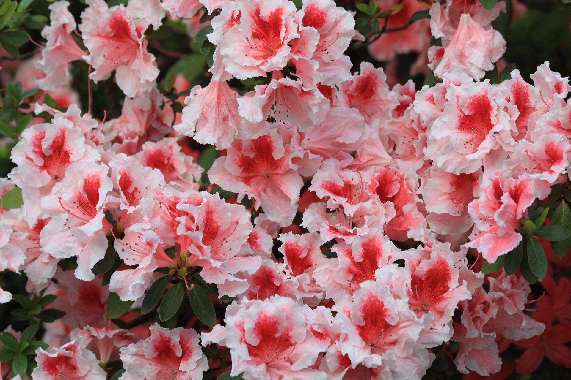 fleurs fleur flore jardin feuille nature bluming floral couleur pétale été arbuste gros plan rose saison croissance rhododendron décoration parc lumineux