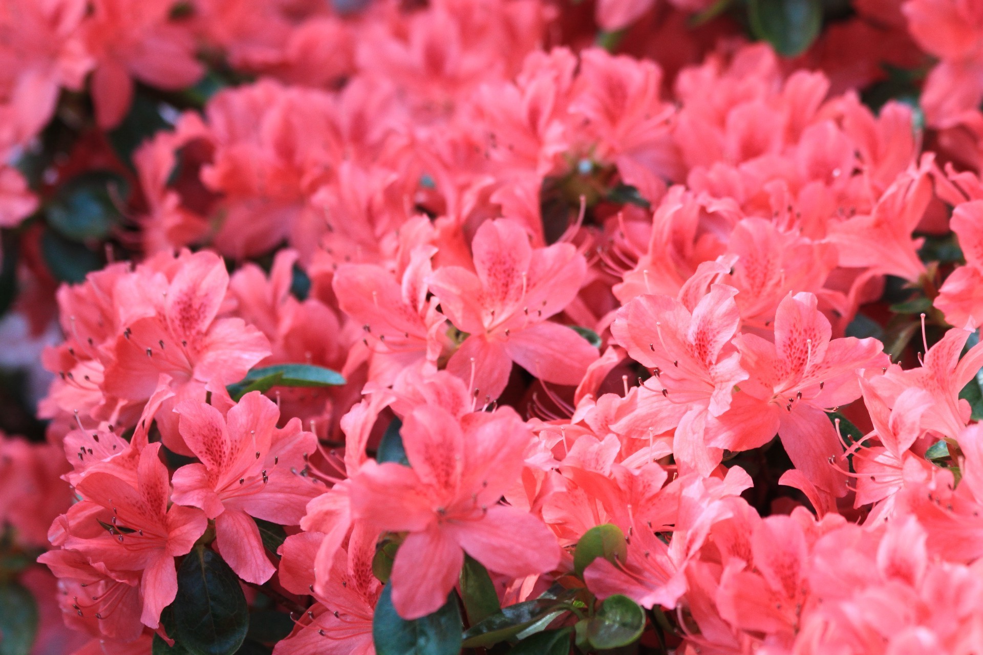 fleurs fleur jardin flore nature feuille floral bluming pétale été gros plan parc couleur arbuste croissance rhododendron lumineux belle saison botanique