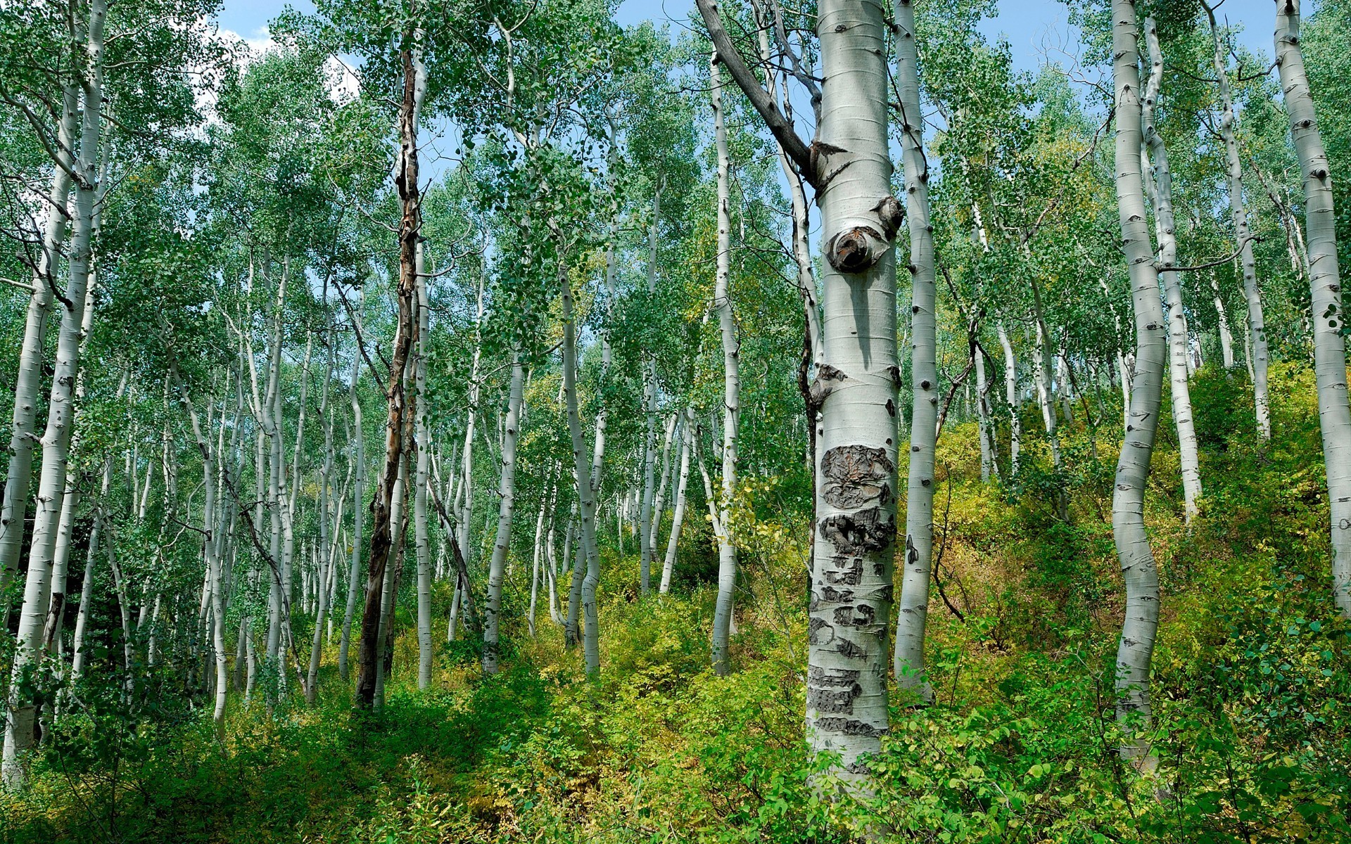 trees wood birch nature tree landscape leaf environment flora trunk branch bark rural country park summer fair weather outdoors season lush