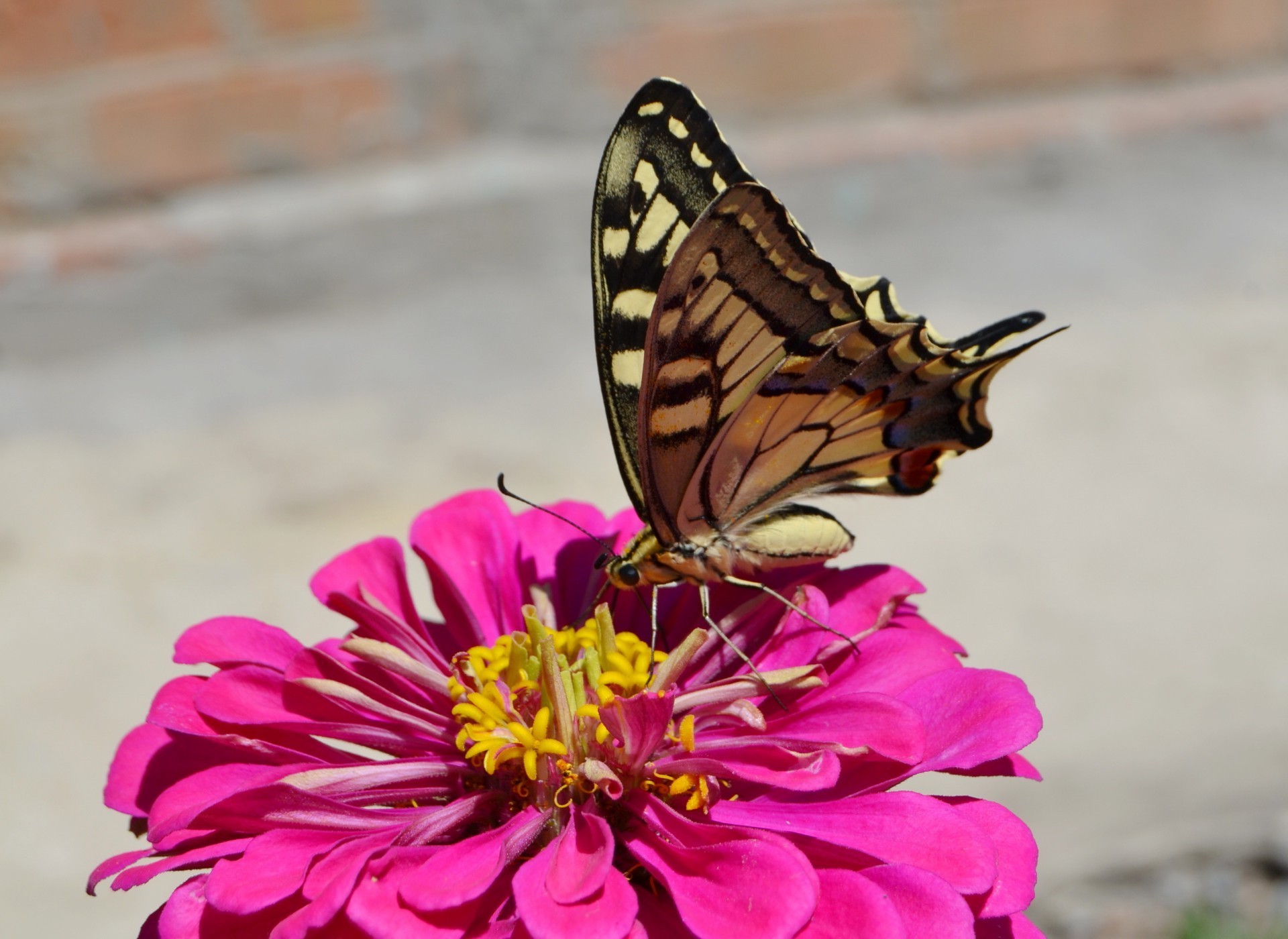 schmetterling natur insekt blume im freien sommer garten schön flügel farbe tier flora hell tierwelt