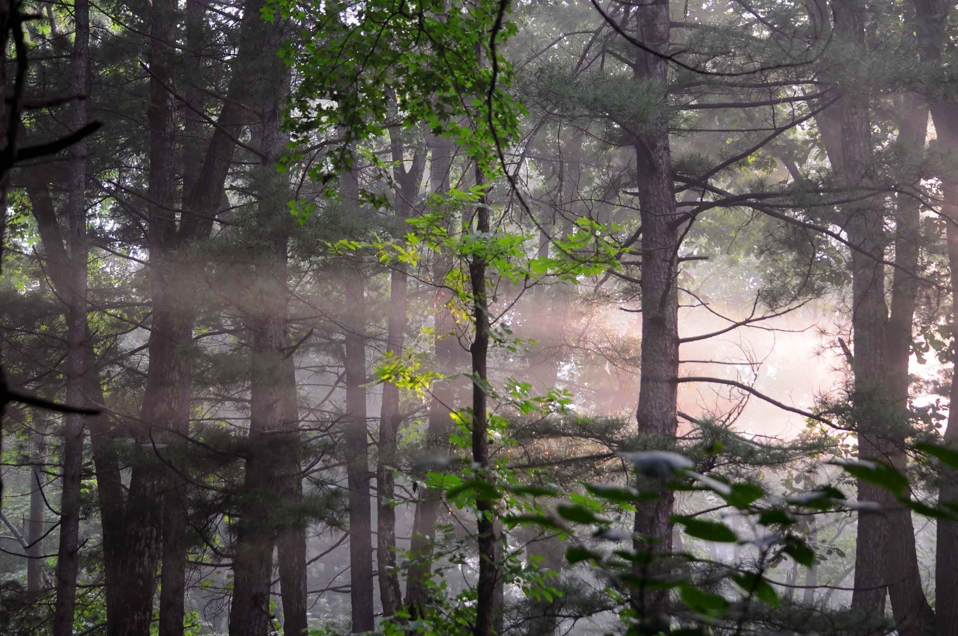 paysage paysage arbre bois nature parc feuille brouillard environnement extérieur aube scénique automne branche lumière flore beau temps brouillard été soleil