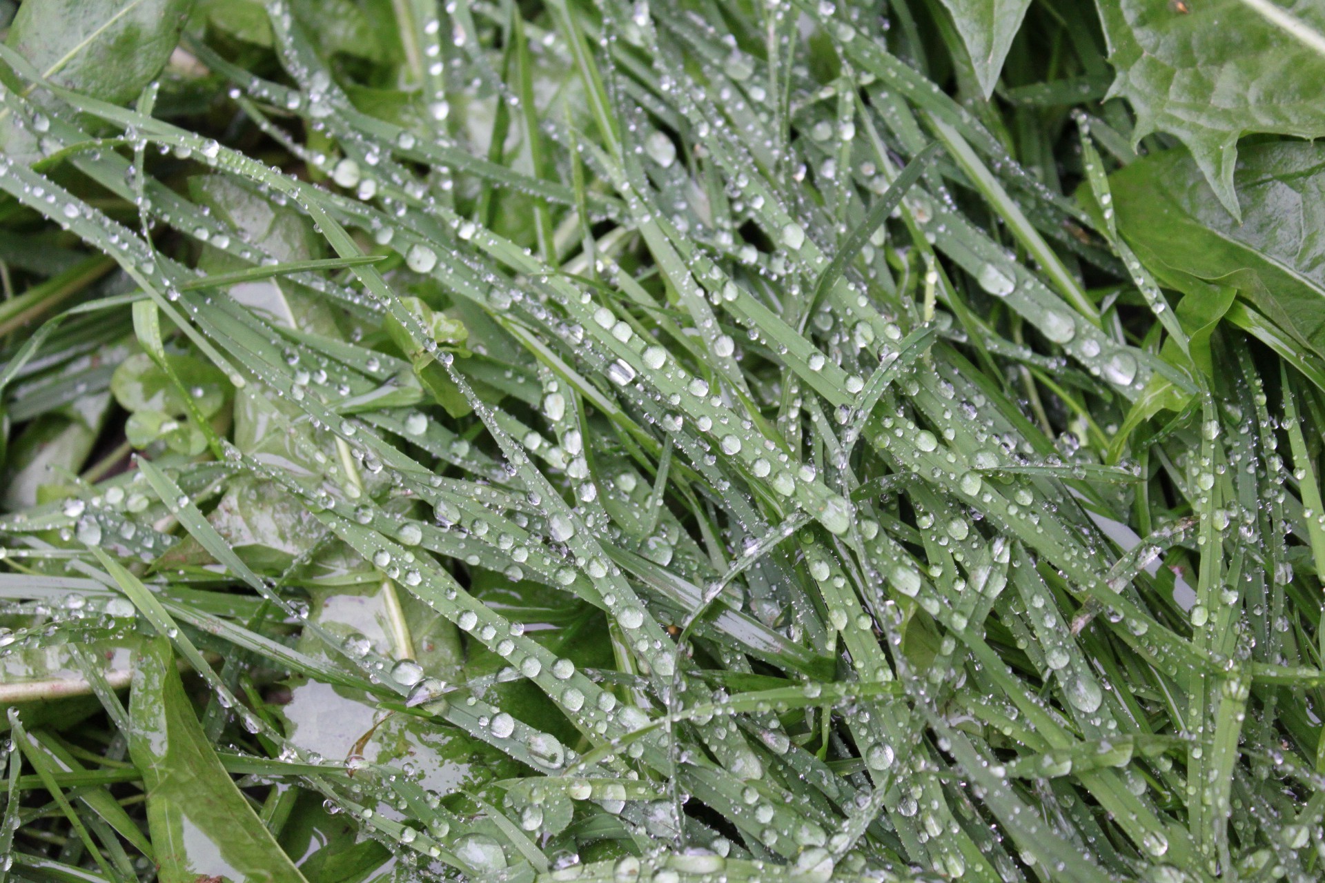 summer flora leaf nature freshness close-up desktop growth drop wet food grass environment dew herb garden texture rain close