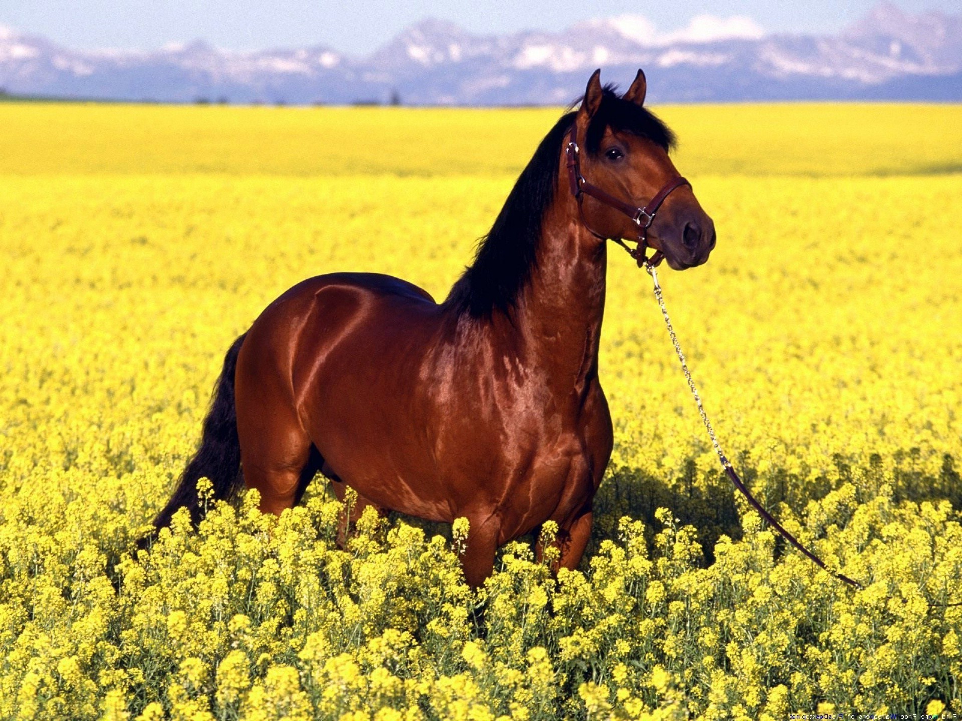 horses field farm hayfield nature rural landscape summer flower agriculture country grass beautiful countryside