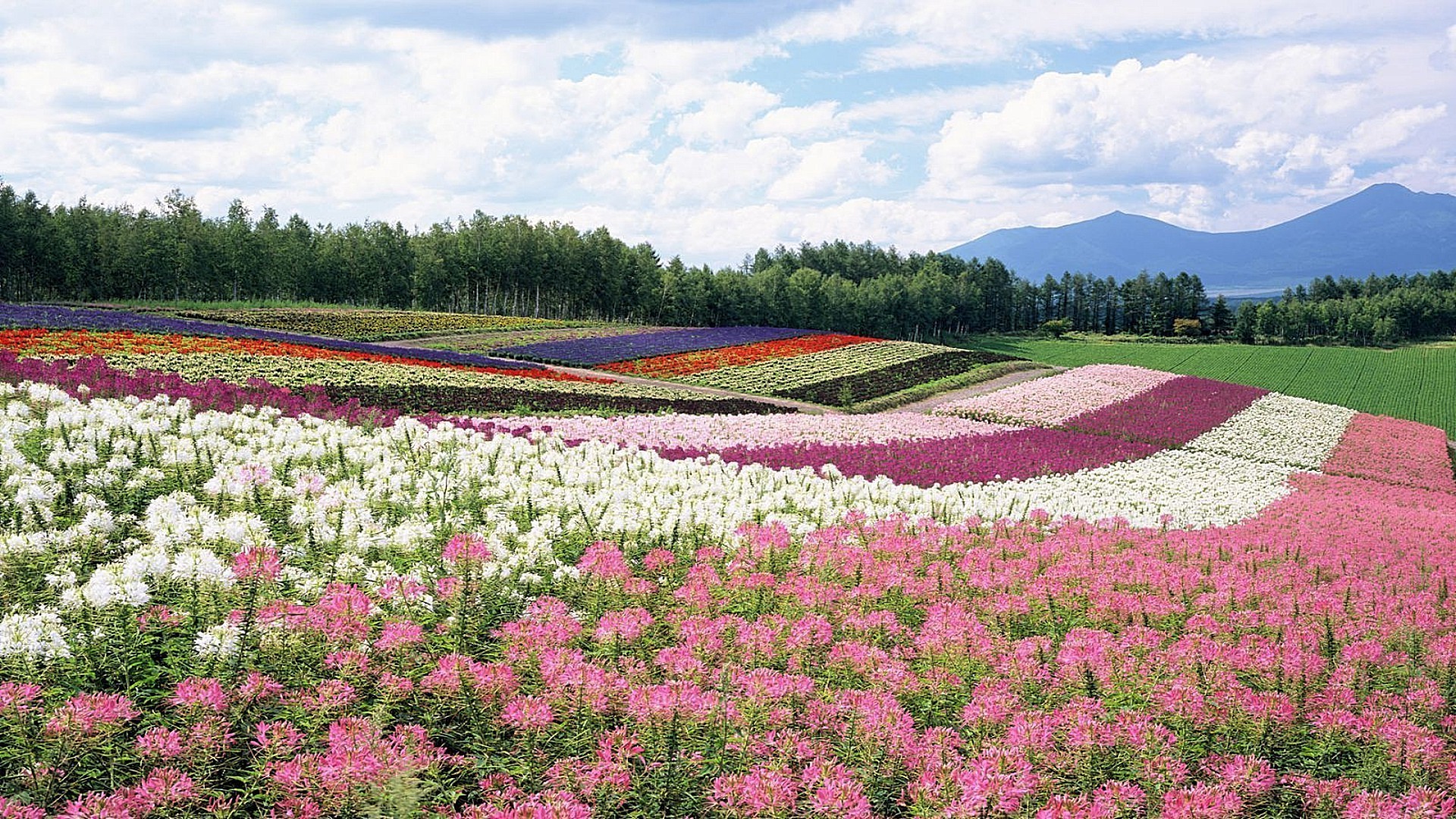 champs prairies et vallées fleur à l extérieur paysage nature été champ agriculture rural flore herbe foin couleur lumineux