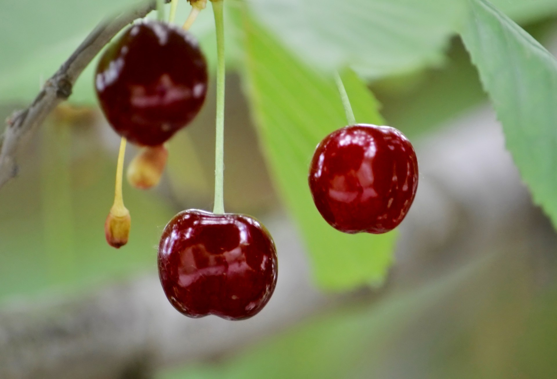 baies baie cerise fruits alimentaire nature feuille délicieux santé juteux confiserie été délicieux alimentaire jardin pâturage