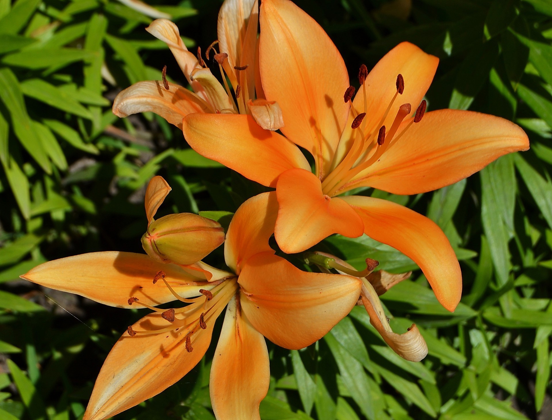 lys nature fleur flore feuille été lumineux jardin croissance couleur floral belle pétale pollen élégant