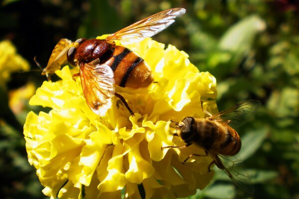 Bees pollinate a flower for honey