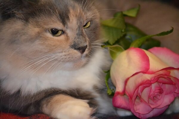 Il gatto giace e guarda la rosa