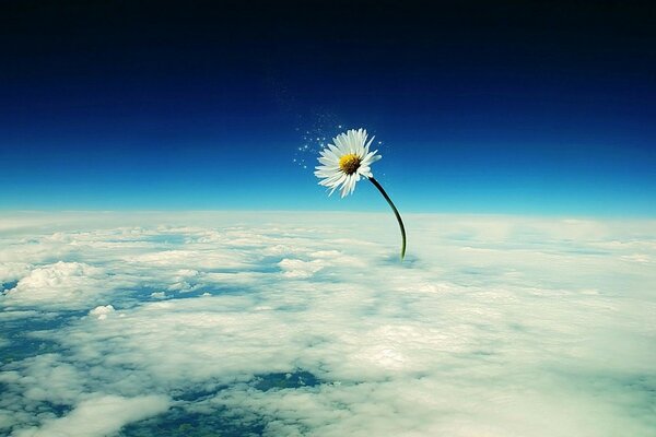 An incredibly huge daisy that is higher than the clouds