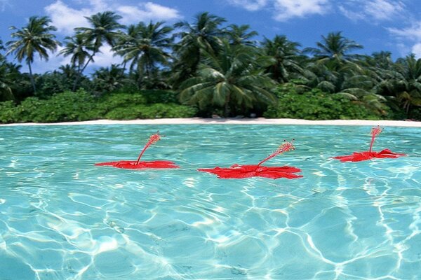 Crystal clear ocean water with palm trees