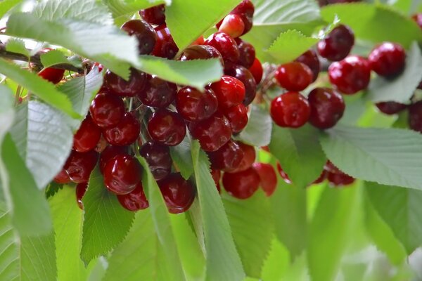 Sommerbeeren wachsen auf einem Baum